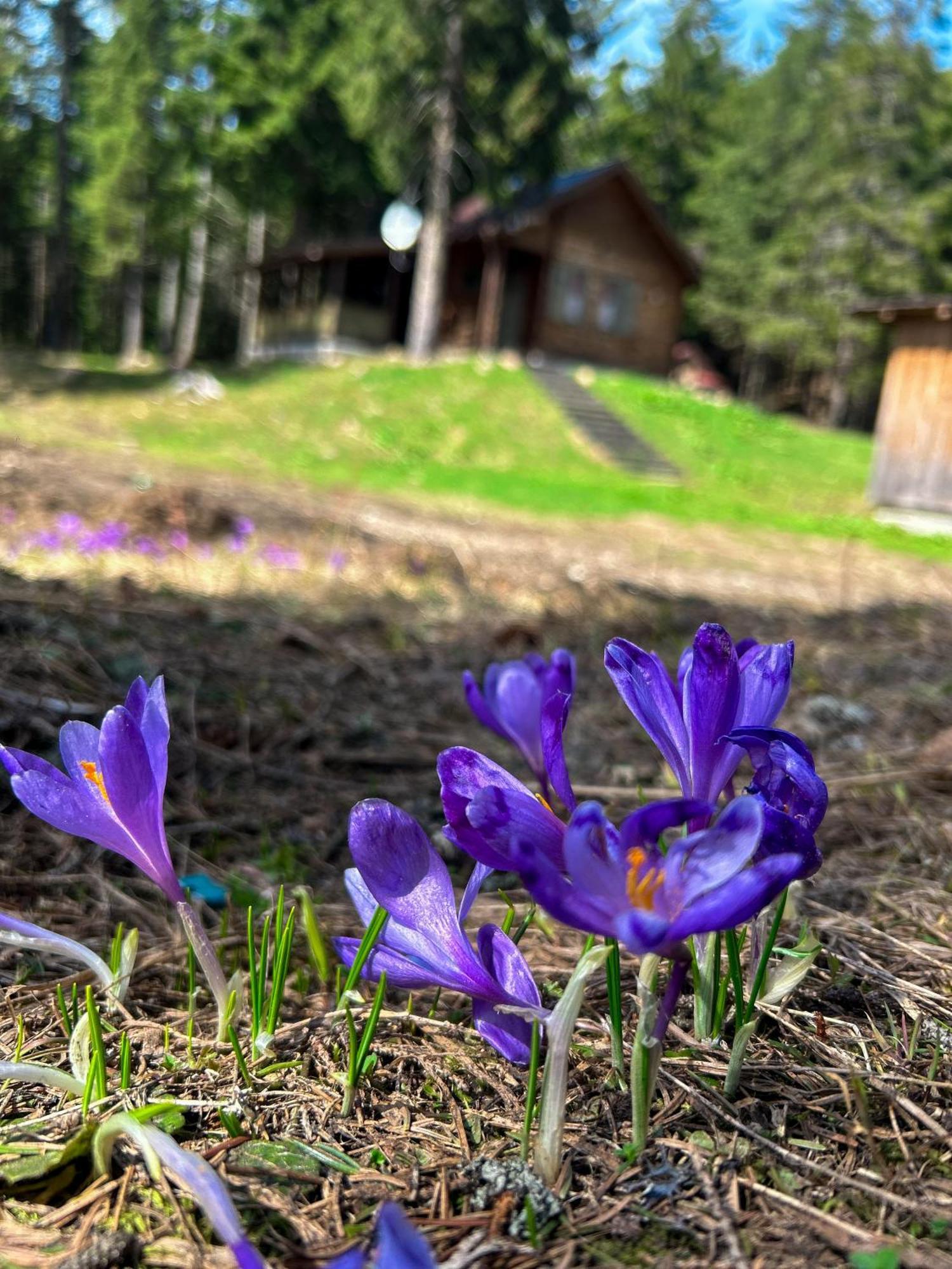 Natura Haziko Izvoare  Luaran gambar